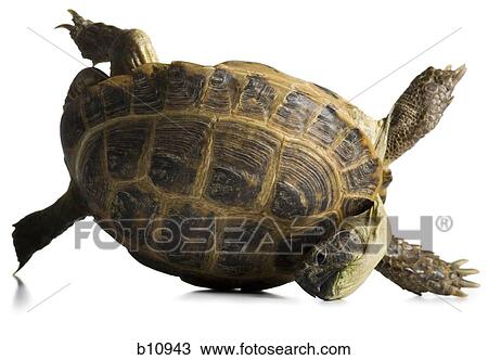 Tortoise falling over View Large Photo Image Stock Image - Tortoise falling over. Fotosearch