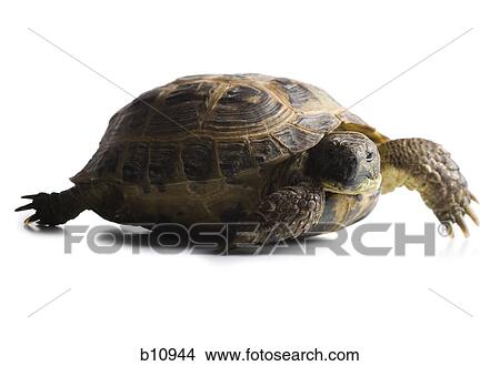Tortoise View Large Photo Image Picture - Tortoise. Fotosearch
