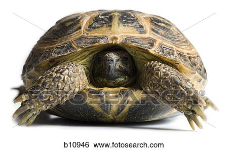 Tortoise with head in shell View Large Photo Image Stock Photograph - Tortoise with head in shell. Fotosearch