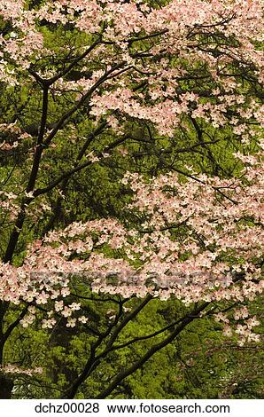 Tree in bloom View Large Photo Image Stock Photo - Tree in bloom. Fotosearch