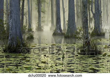 Trees in water with mist and lilypads View Large Photo Image Stock Image - Trees in water with mist and lilypads. Fotosearch