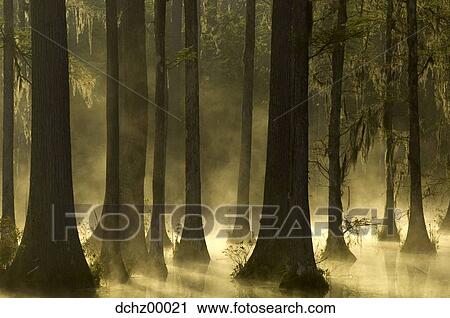 Trees in water with mist View Large Photo Image Stock Image - Trees in water with mist. Fotosearch