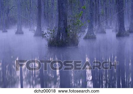 Trees in water with mist View Large Photo Image Stock Photo - Trees in water with mist. Fotosearch