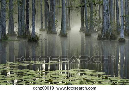 Trees in water with mist View Large Photo Image Stock Photo - Trees in water with mist. Fotosearch