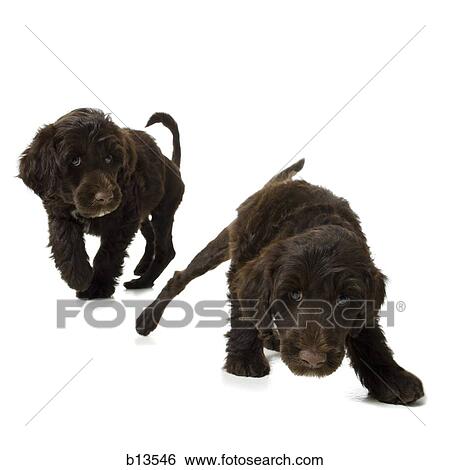 Stock Photograph - Twin puppies. Fotosearch
