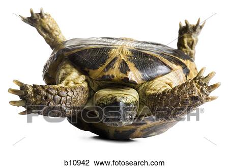 Upside down tortoise View Large Photo Image Stock Image - Upside down tortoise. Fotosearch