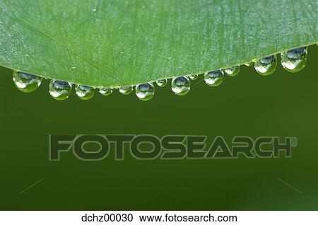 Water droplets on leaf View Large Photo Image Stock Image - Water droplets on leaf. Fotosearch
