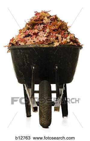 Wheelbarrow with fallen leaves View Large Photo Image Stock Image - Wheelbarrow with fallen leaves. Fotosearch