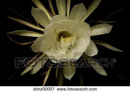 Stock Photo - White flower with black background. Fotosearch