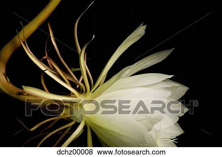 White flower with black background View Large Photo Image Stock Photo - White flower with black background. Fotosearch