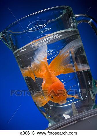 金魚 中に ミキサー で 水 ストックイメージ A Fotosearch