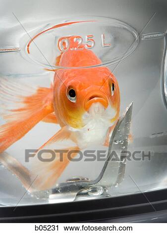 金魚 中に ミキサー で 水 ストックイメージ B Fotosearch