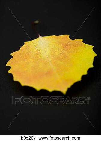 Autumn leaf black background View Large Photo Image Stock Photo - Autumn leaf black background. Fotosearch