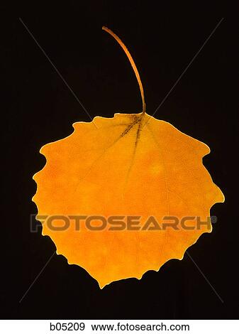 Autumn leaf black background with clamp View Large Photo Image Stock Photo - Autumn leaf black background with clamp. Fotosearch