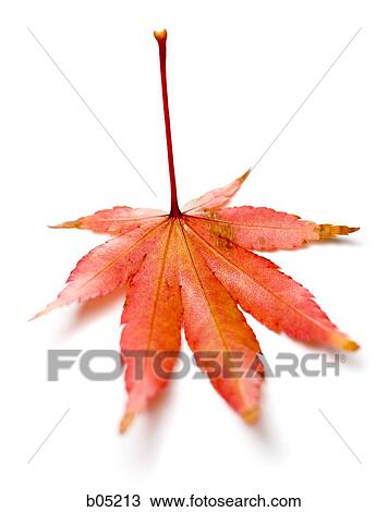 Stock Image - Autumn leaf cutout. Fotosearch