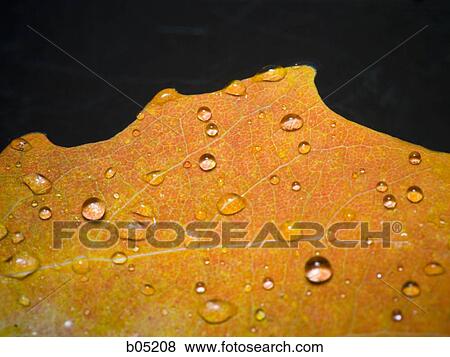 Autumn leaf with water droplets black background View Large Photo Image Stock Photo - Autumn leaf with water droplets black background. Fotosearch