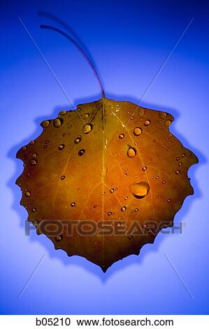 Autumn leaf with water droplets View Large Photo Image Stock Image - Autumn leaf with water droplets. Fotosearch