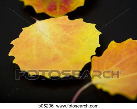 Autumn leaves black background View Large Photo Image Stock Photograph - Autumn leaves black background. Fotosearch