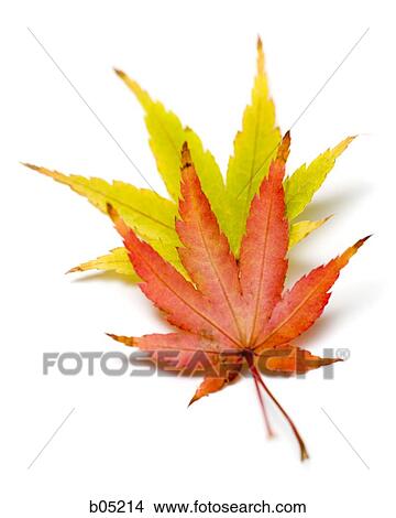 Picture - Autumn leaves cutout. Fotosearch