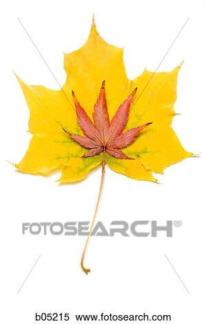 Autumn leaves cutout View Large Photo Image Stock Photography - Autumn leaves cutout. Fotosearch
