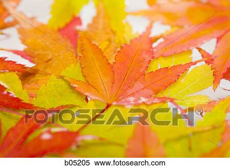 Autumn leaves horizontal View Large Photo Image Stock Photography - Autumn leaves horizontal. Fotosearch