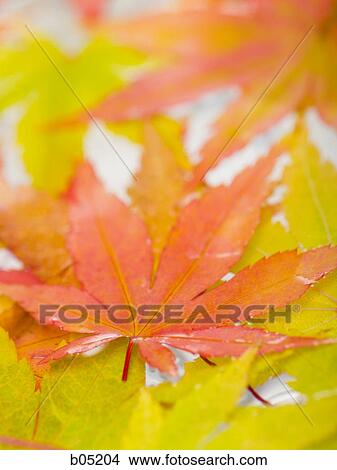 Autumn leaves View Large Photo Image Picture - Autumn leaves. Fotosearch