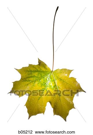 Autumn maple leaf cutout View Large Photo Image Stock Image - Autumn maple leaf cutout. Fotosearch