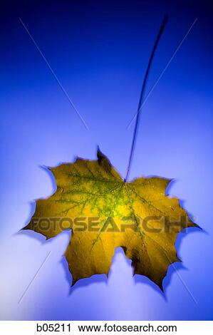 Autumn maple leaf View Large Photo Image Stock Image - Autumn maple leaf. Fotosearch