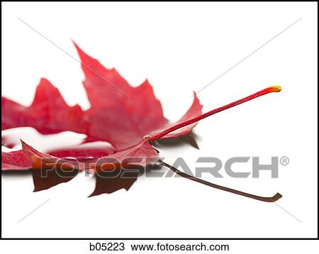 Autumn maple leaf with water droplet View Large Photo Image Stock Image - Autumn maple leaf with water droplet. Fotosearch