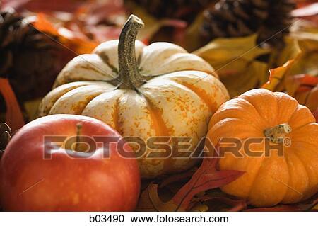 Autumn squash View Large Photo Image Stock Image - Autumn squash. Fotosearch
