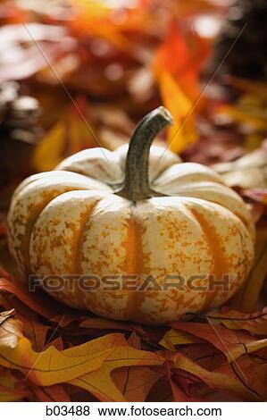 Autumn squash View Large Photo Image Stock Photo - Autumn squash. Fotosearch