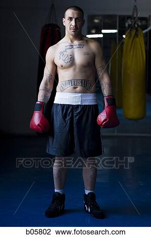 Boxer View Large Photo Image Stock Image - Boxer. Fotosearch
