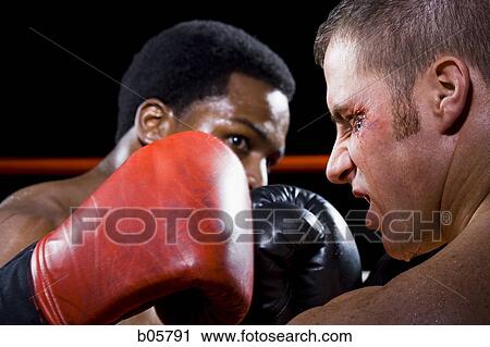 Boxers fighting View Large Photo Image Stock Image - Boxers fighting. Fotosearch