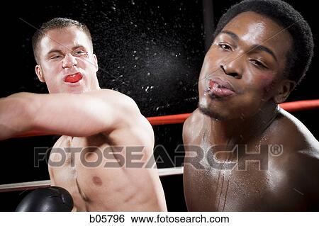Boxers fighting View Large Photo Image Stock Photograph - Boxers fighting. Fotosearch