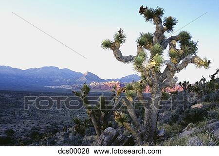 Stock Photo - Cactus in desert. Fotosearch