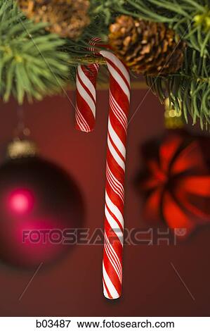 Candy cane on tree View Large Photo Image Stock Photo - Candy cane on tree. Fotosearch