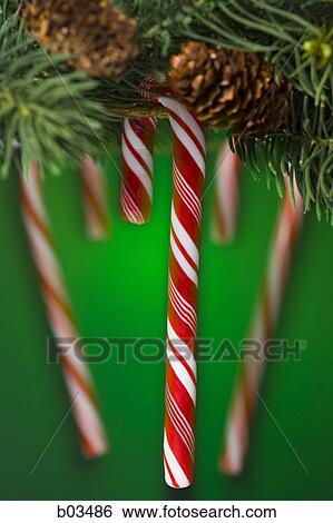 Candy canes on tree View Large Photo Image Stock Photograph - Candy canes on tree. Fotosearch
