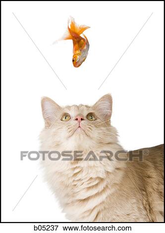 Cat looking up at falling goldfish View Large Photo Image Stock Photo - Cat looking up at falling goldfish. Fotosearch