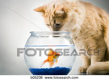 Cat watching goldfish in bowl View Large Photo Image Stock Photograph - Cat watching goldfish in bowl. Fotosearch