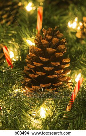 Christmas pine cones View Large Photo Image Picture - Christmas pine cones. Fotosearch