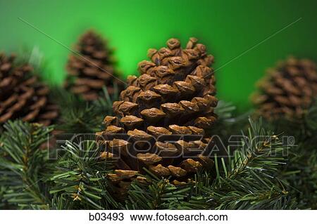 Christmas pine cones View Large Photo Image Stock Image - Christmas pine cones. Fotosearch