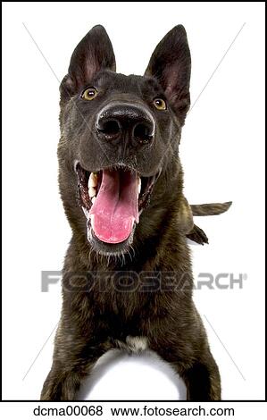 Stock Photo - Close up of dog. Fotosearch