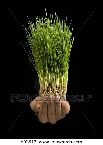 Close up of hands holding grass View Large Photo Image Stock Photo - Close up of hands holding grass. Fotosearch