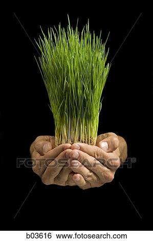 Close up of hands holding grass View Large Photo Image Stock Photograph - Close up of hands holding grass. Fotosearch