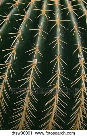 Closeup of cactus View Large Photo Image Stock Image - Closeup of cactus. Fotosearch
