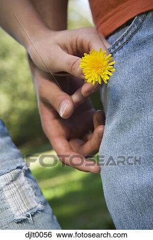 Closeup of dandelion with male and female hand View Large Photo Image Stock Photograph - Closeup of dandelion with male and female hand. Fotosearch