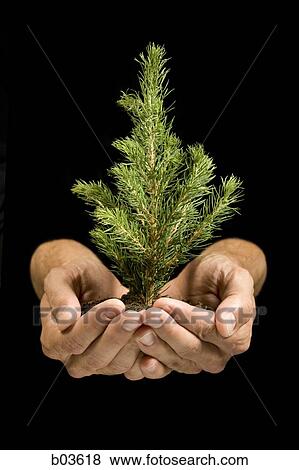 Closeup of hands holding small pine tree View Large Photo Image Stock Photo - Closeup of hands holding small pine tree. Fotosearch