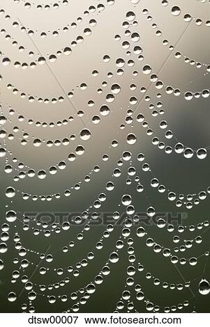 Closeup of spider web with water droplets View Large Photo Image Stock Photo - Closeup of spider web with water droplets. Fotosearch