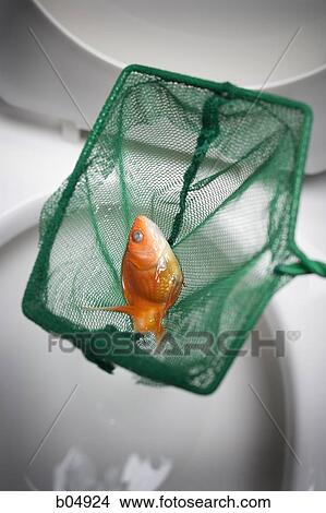 Dead goldfish in net over toilet bowl View Large Photo Image Picture - Dead goldfish in net over toilet bowl. Fotosearch