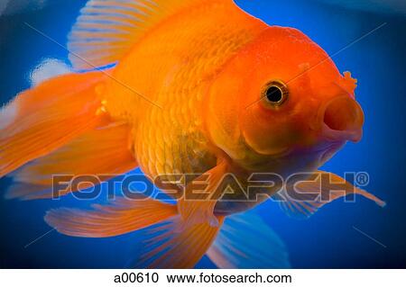 Stock Image - Detailed view of goldfish. Fotosearch